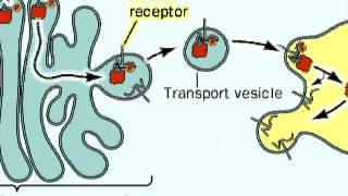 The Process of Glycosylation of Proteins [upl. by Adnirolc748]