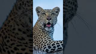 Perfect photo opportunity of a female leopard in tree [upl. by Glori878]