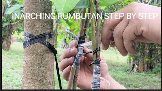 Inarching rambutan stepbystep [upl. by Mercie]