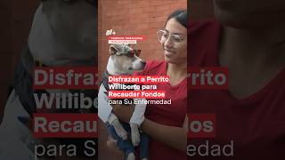 Disfrazan a perrito con grave enfermedad para conseguir dinero y pagar su tratamiento  N Shorts [upl. by Eneirda]