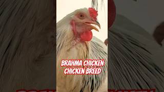 Brahma chicken Chicken breed [upl. by Romona]