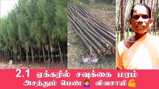 2 ஏக்கரில் சவுக்கை மரம்Casuarina tree farming in tamil  அசத்தும் பெண் விவசாயி  Agri Videos [upl. by Adali]