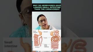 Why do herbivores have longer small intestine than carnivoresshorts youtubeshorts short [upl. by Dayiz]