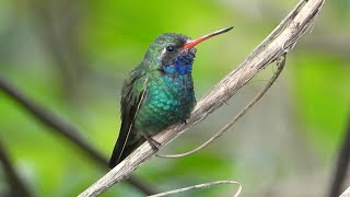 Broadbilled Hummingbird in Mexico [upl. by Areema968]