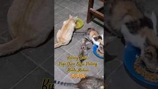 Kucing Lucu Papi Oyen Baru Pulang Minta Makan kucing kucinglucu cat catlover kucingkampung yt [upl. by Ferrel]