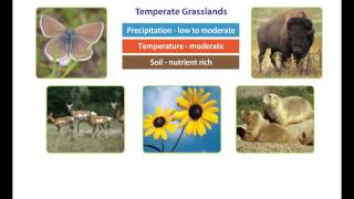 Earths Climate  The Temperate Zone [upl. by Nicola]