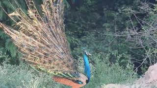 Peafowl  near Hennur area Bangalore  August 2024 [upl. by Aihset]