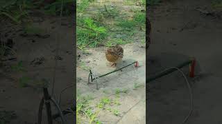 How to make quail bird trap with wooden shortvideo quail animaltrap [upl. by Gamali]