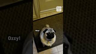 Hilarious Pug Screams When Told to Go to Bed [upl. by Enimaj877]