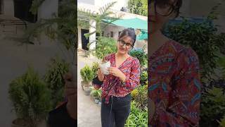 Araucaria  एक ऐसा evergreen 🌲 पौधा जो धूप छाव दोनो जगह चल सकता है 🌲 araucaria gardening [upl. by Towill]