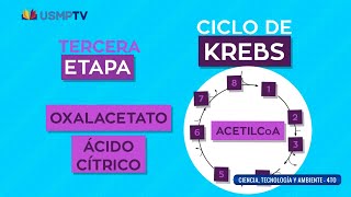 Metabolismo celular  curso completo didáctico  USMPTV [upl. by Nnairak]