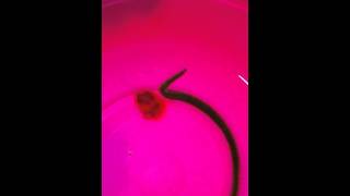 Oenone Fulgida Marine Aquarium Worm quotVery Badquot [upl. by Nail]