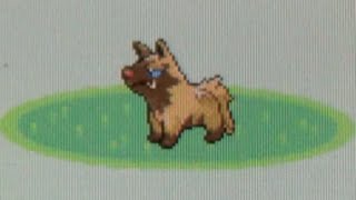 WSHC Live Shiny Poochyena After 12004 REs Pokemon Sapphire [upl. by Neztnaj]