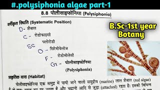 Polysiphonia Algae In hindiStructure classificationHabitat of polysiphonia AlgaeBSc first year [upl. by Hannahc477]