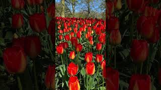 Keukenhof Gardens  Spectacular Places You Must Visit travel naturalattractions netherlands [upl. by Eetsud]