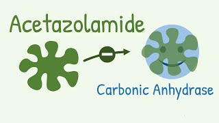 Mechanism of Action of Acetazolamide  a Carbonic Anhydrase Inhibitor [upl. by Melburn]