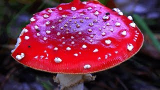 Paddenstoelen IJzerenbos Susteren en omgeving©ton vranken [upl. by Ruosnam316]