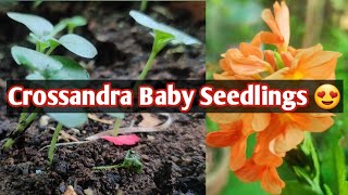 Crossandra plant baby seedlingsAboliFirecracker plantKanakambram [upl. by Alesig]