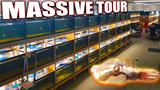 Over 400 Aquariums of Rare Fish  Dansfish Warehouse Tour [upl. by Millford]