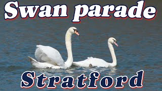 Annual Swan Release 2024 in Stratford Ontario [upl. by Deryl]