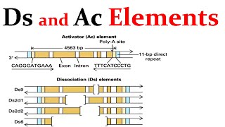 Ds and Ac transposable elements [upl. by Getter]