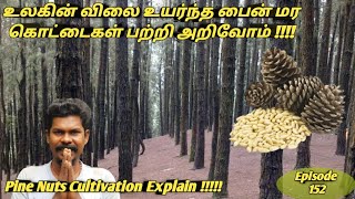 உலகின் விலை உயர்ந்த பைன் மர கொட்டைகள் பற்றி அறிவோம்  Pine Nuts Cultivation Explain Tamil Pine Nuts [upl. by Lletnuahs]