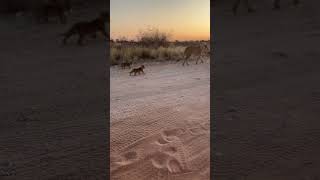 Lioness and her cubs africanlionsafari wildlife lioncubs botswana kgalagadi [upl. by Auqinu]