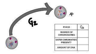 Cell Cycle [upl. by Weiner]