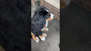 Bernese puppy shakes a paw [upl. by Ahselyt32]