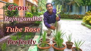 How to Grow and Care TUBEROSE or Rajnigandha in the Perfect Way [upl. by Zippora595]