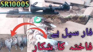 SR 1000S فاختہ کا شکار فار سیل ہے shikar ki videoArbievilokSR1000s Artemis ki [upl. by Southworth]