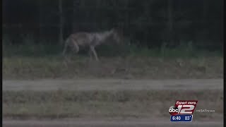 Houston man claims to have seen chupacabra [upl. by Winona]