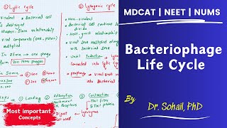 Bacteriophage Life Cycle  MDCAT  Dr Sohail [upl. by Inalaehak]