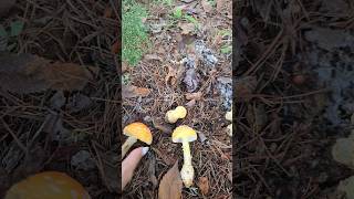 MORE AMANITA INFO 🥰 natural medicinalmushrooms foraging MUSHROOM organic nature mushroomlife [upl. by Moir]