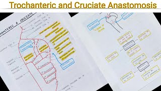 Trochanteric amp Cruciate Anastomosis [upl. by Eniaral]