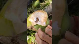 Kumuha tayo ng Buko para mawala ang uhaw at pagod│Abaca Hunters [upl. by Laoj]