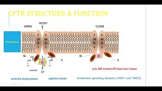 Cystic Fibrosis Transmembrane conductance Regulator CFTR structure function and mutation [upl. by Myrvyn383]