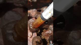 Close up honey harvesting shortsvideo trending shortvideo [upl. by Purvis]