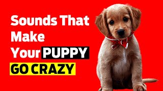 10 Sounds that Make your PUPPY Go Crazy 🐕🐩 [upl. by Marley]