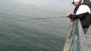 Fishing at Redondo Beach Pier in California [upl. by Scales]