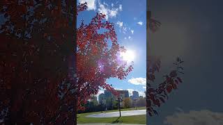 Otoño 🍂 en Canada 🇨🇦 Autumn 🍂 in Canada autumn canada calgary [upl. by Luthanen]