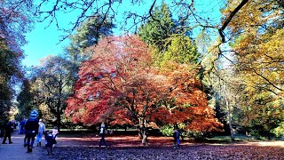 Westonbirt National Arboretum  a visit on a sunny Autumn day [upl. by Marchelle]