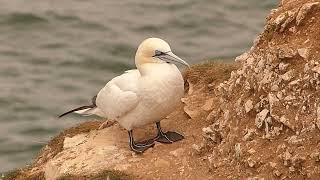 Gannet FULL HD close up [upl. by Bohrer]