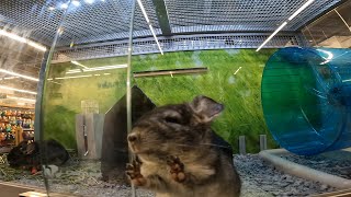 Cute Baby Chinchillas at Petsmart [upl. by Kacy]