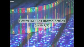 Cours B2  les biomolécules 22  acides aminésprotéines  nucléotidesacides nucléiques [upl. by Jennica160]