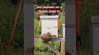 Day 10 of mite treatment wwwoakpointfarmcom honeybees bee farmlife varroa mites [upl. by Leirum]