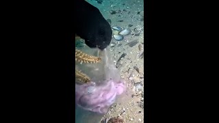 Diver discovers starfish fighting over unusual object [upl. by Anemaj103]