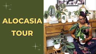 Alocasia Varieties Houseplant TOUR [upl. by Emily241]