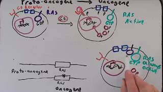 Cancer Genetics Part II Protooncogenes to Oncogenes [upl. by Ecnerat]