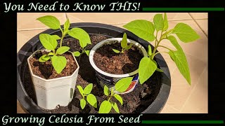 Growing Celosia from Seed You Need to Know THIS [upl. by Hobard879]